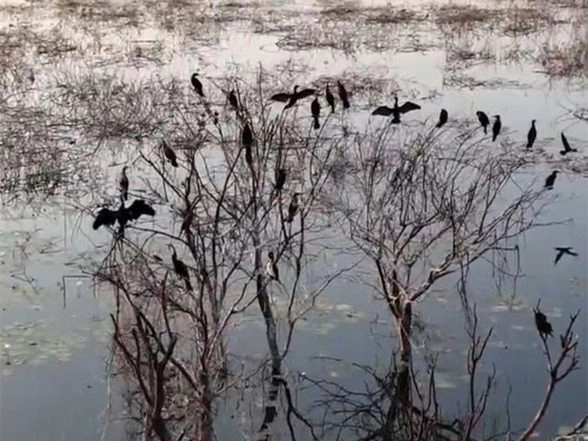 India News | Tamil Nadu: Panjappur Lake Emerges as Key Urban Wetland for Migratory Birds in Trichy