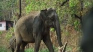 India News | Kerala: Forest Department Catches Two Wild Elephants Under Operation Gajamukti in Kannur
