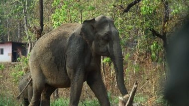 India News | Kerala: Forest Department Catches Two Wild Elephants Under Operation Gajamukti in Kannur