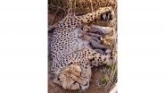 India News | Total Cheetah Population in India Reaches 53 After Five Cubs Born at Kuno National Park