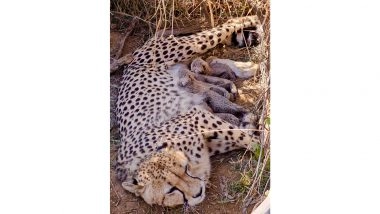 India News | Total Cheetah Population in India Reaches 53 After Five Cubs Born at Kuno National Park