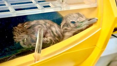 Entertainment News | Project Great Indian Bustard: Captive Population Hits 70 as Two New Chicks Hatch in Rajasthan