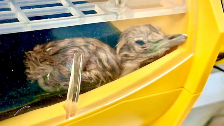 Entertainment News | Project Great Indian Bustard: Captive Population Hits 70 as Two New Chicks Hatch in Rajasthan