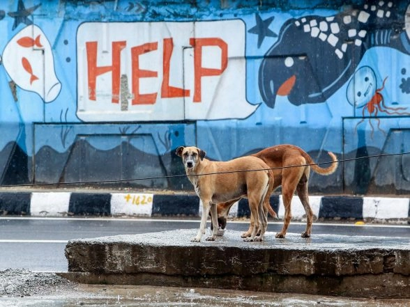 World News | Animal Rights Groups Protest in Dhaka, Urge Bangladesh Govt to Protect Stray Dogs