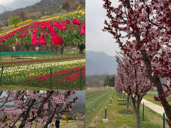 India News | J-K CM Shares Glimpses of 'Asia's Largest Tulip Garden in Srinagar'