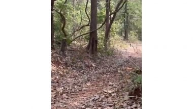 India News | Security Forces Recover 4 IEDs During Anti-Naxal Operation in Chhattisgarh's Kanker