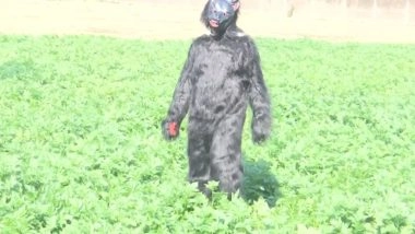 India News | UP: Farmers in Sambhal District Dress Up Like Bears to Save Their Crops from Monkeys