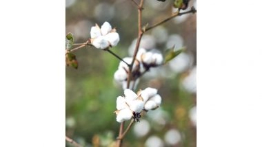 Business News | Cabinet Approves Rs 1,718.56 Crore MSP Support for Cotton Farmers for 2023-24 Season