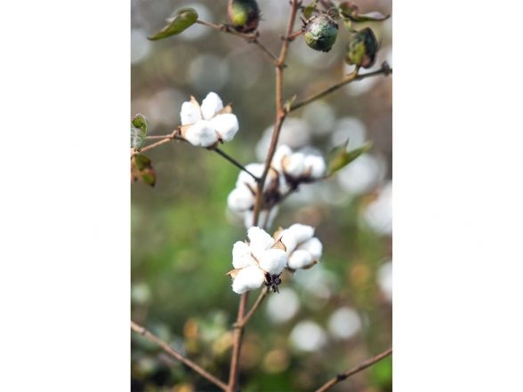 Business News | Cabinet Approves Rs 1,718.56 Crore MSP Support for Cotton Farmers for 2023-24 Season