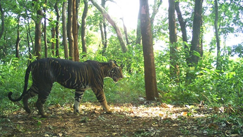 India News | Odisha: Rare Melanistic Tiger Skin Seized in Similipal, 12 Arrested, Main Accused Absconding
