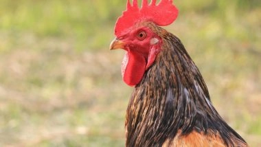 Business News | Indian Food Companies Taking Significant Steps to End Animal Cruelty