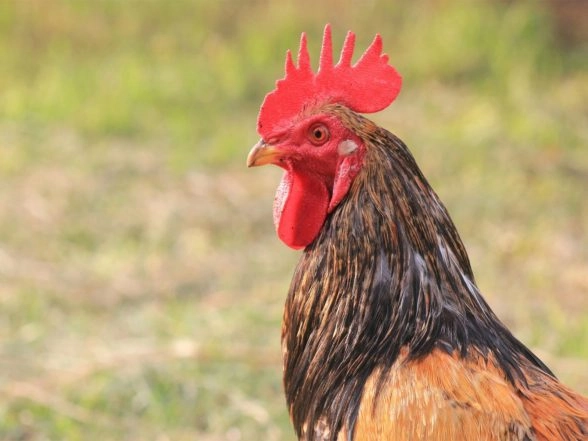 Business News | Indian Food Companies Taking Significant Steps to End Animal Cruelty