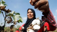 World News | Bureaucratic Gridlock Derails Cotton Reform as Key Merger Stalls in Pakistan