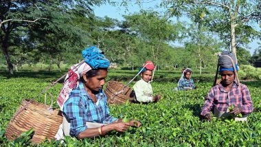 India News | Tea Garden Workers Set to Play Key Role in Shaping Outcome of Assam Assembly Polls