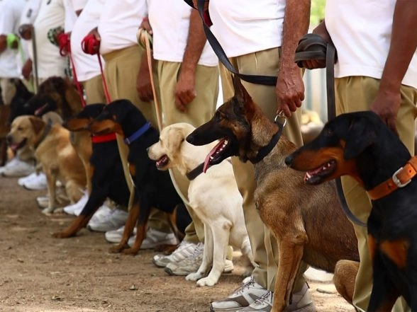 India News | Gujarat Police K9 Unit Becomes More Lethal: 'Super Dogs' Against Terror, Drugs