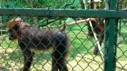 India News | Mandrills Added to Nehru Zoological Park's Species Collection in Hyderabad
