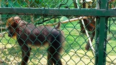 India News | Mandrills Added to Nehru Zoological Park's Species Collection in Hyderabad