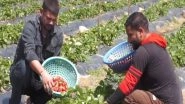 India News | J-K: Udhampur's Strawberry Revolution: Local Youth Turns Entrepreneur with Government Support, Creates Jobs