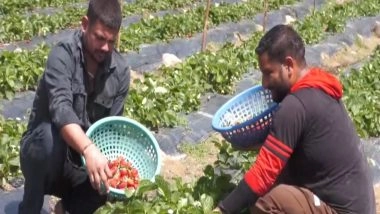 India News | J-K: Udhampur's Strawberry Revolution: Local Youth Turns Entrepreneur with Government Support, Creates Jobs