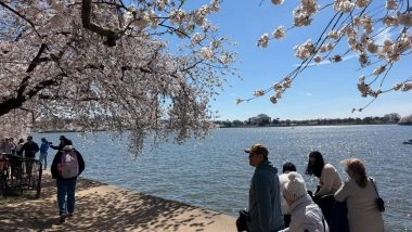 World News | Washington DC's Cherry Blossoms Reach Peak Bloom, Delight Visitors