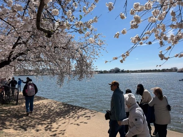 World News | Washington DC's Cherry Blossoms Reach Peak Bloom, Delight Visitors