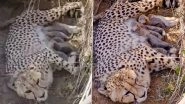 Namibian Cheetah Jwala Gives Birth to Five Cubs at Kuno National Park in Madhya Pradesh, India Born Tally Rises to 33 (Watch Video)