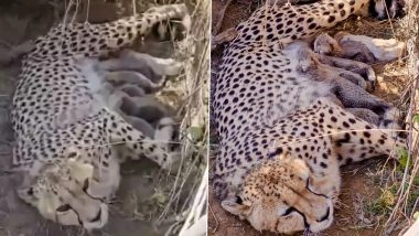 Namibian Cheetah Jwala Gives Birth to 5 Cubs at Kuno National Park in Madhya Pradesh, India Born Tally Rises to 33 (Watch Video)