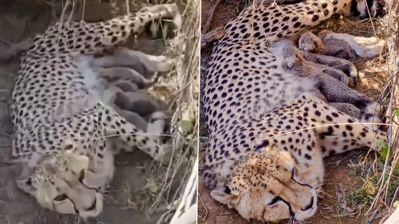Namibian Cheetah Jwala Gives Birth to 5 Cubs at Kuno National Park in Madhya Pradesh, India Born Tally Rises to 33 (Watch Video)
