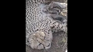 India’s Cheetah Population Crosses 50 Milestone After 5 New Cubs Born at Kuno National Park