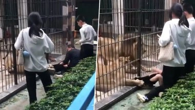 Lion Attack in China: 10-Year-Old Girl Attacked by 2 Lions at Shantou Zhongshan Park Zoo, Disturbing Video Surfaces