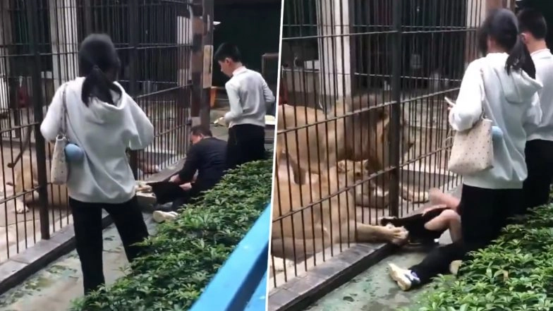 Lion Attack in China: 10-Year-Old Girl Attacked by 2 Lions at Shantou Zhongshan Park Zoo, Disturbing Video Surfaces