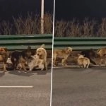Viral Video From China: Seven Stolen Pet Dogs Form a Pack To Escape Chinese Dog Meat Trade