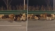 Viral Video From China: Seven Stolen Pet Dogs Form a Pack To Escape Chinese Dog Meat Trade