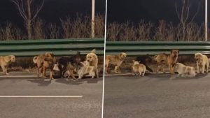 social-viral-Viral Video From China: Seven Stolen Pet Dogs Form a Pack To Escape Chinese Dog Meat Trade