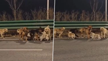 Viral Video From China: Seven Stolen Pet Dogs Form a Pack To Escape Chinese Dog Meat Trade