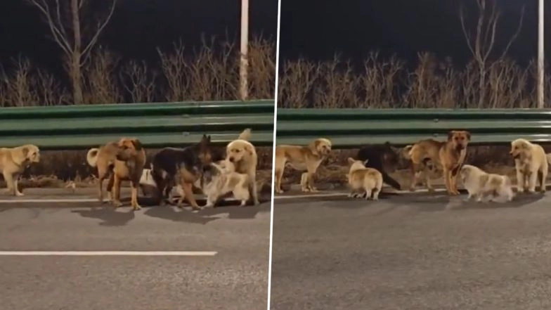 Viral Video From China: Seven Stolen Pet Dogs Form a Pack To Escape Chinese Dog Meat Trade