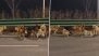 Viral Video From China: Seven Stolen Pet Dogs Form a Pack To Escape Chinese Dog Meat Trade