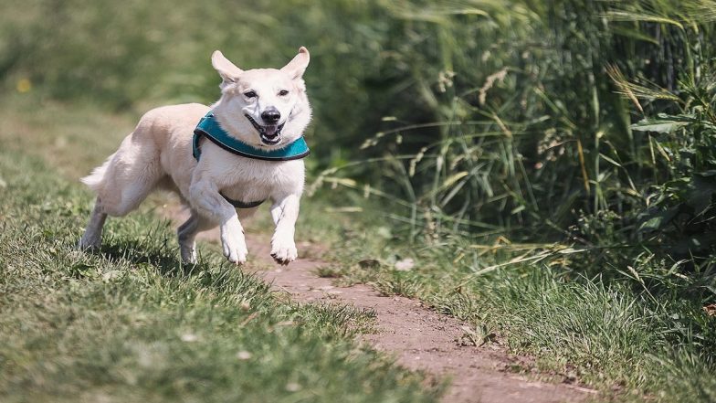 Dog Attack in Florida: Woman Mauled by Pack of 7 Dogs in Front of S*x Offender&rsquo;s Home in US; Airlifted in Critical Condition