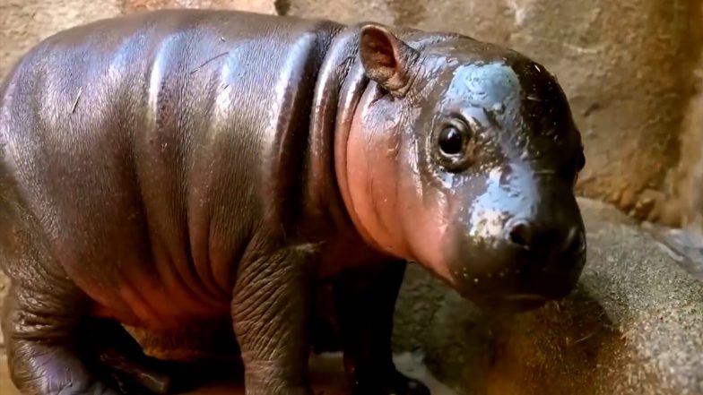 Jellybean the Pygmy Hippo: Arizona Zoo&rsquo;s New Baby Pygmy Hippo Becomes Viral Sensation, Dubbed &lsquo;America&rsquo;s Moo Deng&rsquo; (Watch Video)
