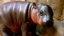 Jellybean the Pygmy Hippo: Arizona Zoo’s New Baby Pygmy Hippo Becomes Viral Sensation, Dubbed ‘America’s Moo Deng’ (Watch Video)