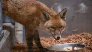 Red Fox Sneaks Onto Cargo Ship, Travels from England to US; Being Treated at Bronx Zoo