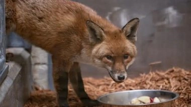 Red Fox Sneaks Onto Cargo Ship, Travels from England to US; Being Treated at Bronx Zoo