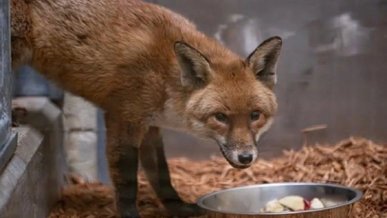 Red Fox Sneaks Onto Cargo Ship, Travels from England to US; Being Treated at Bronx Zoo