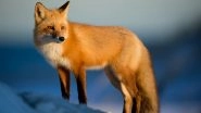 Red Fox Sneaks Onto Cargo Ship, Travels from England to US; Being Treated at Bronx Zoo