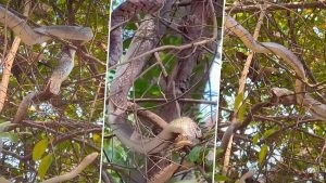 social-viral-Snake Eating Snake Video: Viral Clip Shows Snake Eating Another Snake in Auroville