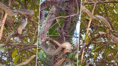 Snake Eating Snake Video: Viral Clip Shows Snake Eating Another Snake in Auroville