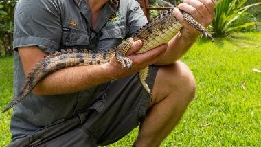 Crocodile Caught in an Australian Creek Far from Its Tropical Habitat