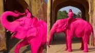 Russian Photographer Julia Buruleva Spark Backlash for Painting Elephant Pink in Jaipur (View Post)