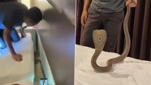 Thailand Horror: Cobra Slithers Over Sleeping Tourist’s Neck in Hotel Room, Video Goes Viral