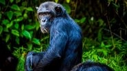 Chimpanzee &lsquo;Civil War&rsquo; in Uganda: Chimpanzees Enter Prolonged Conflict After Group Breaks Apart, Scientists Don&rsquo;t Have Answers